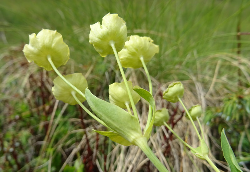 Bupleurum stellatum - Apiaceae